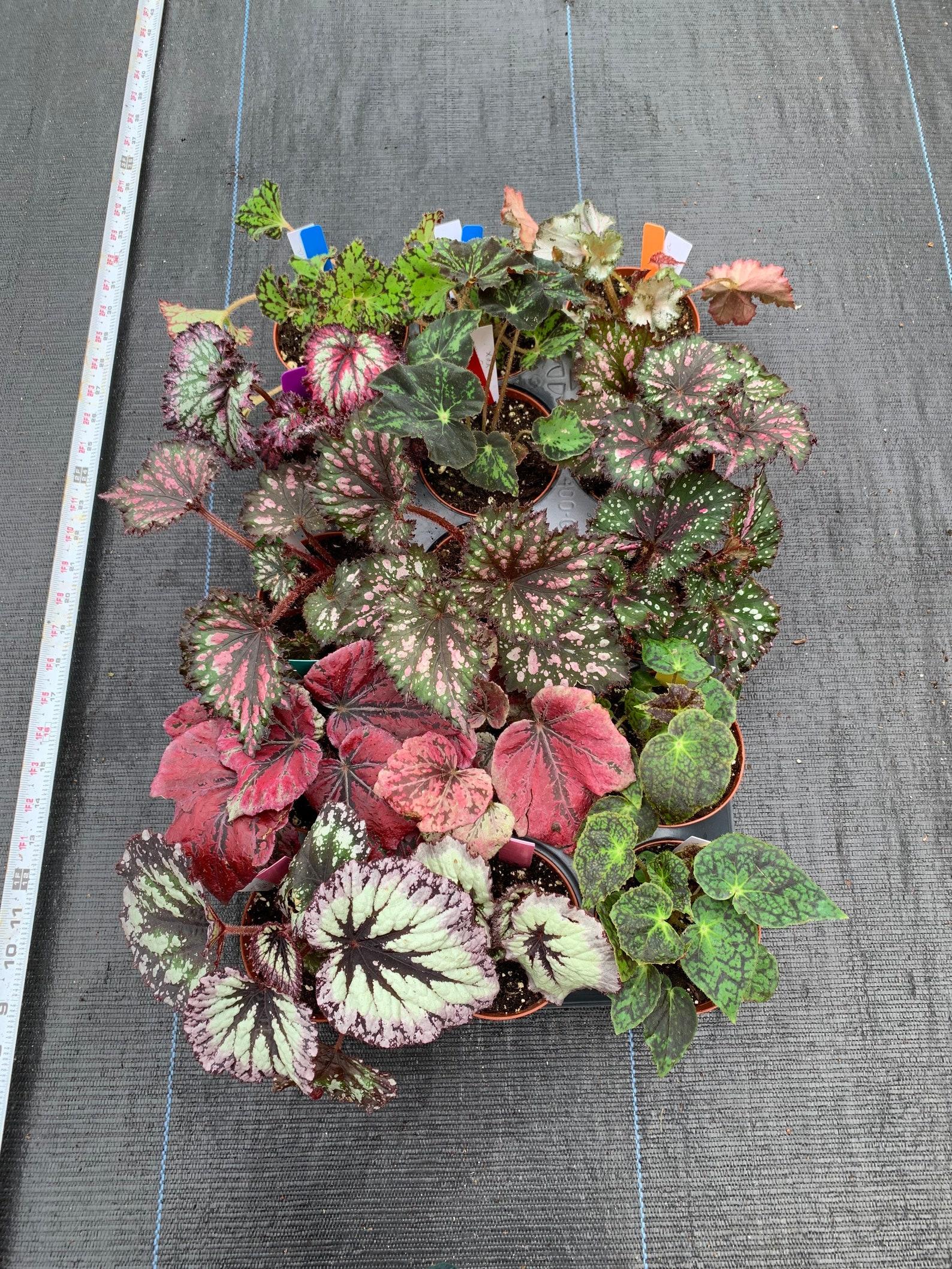 Rex Begonia Assorted - View 2 from www redcrocus com