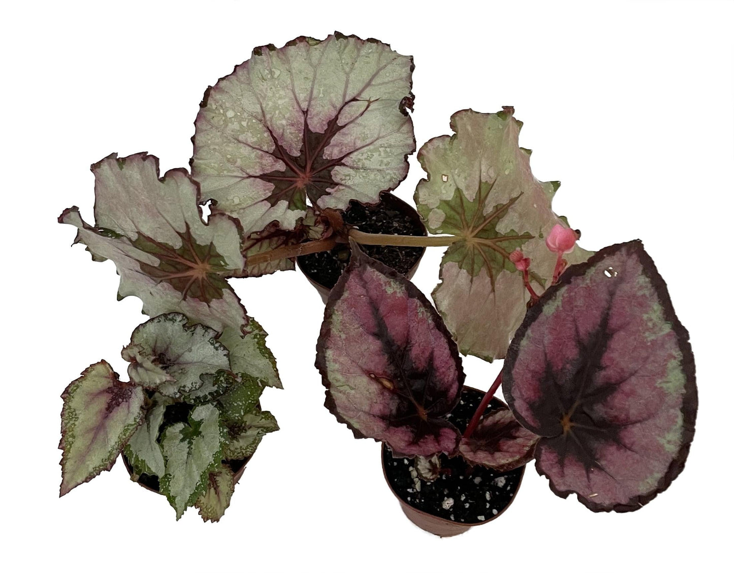 Rex Begonia Assorted - View 3 from www redcrocus com