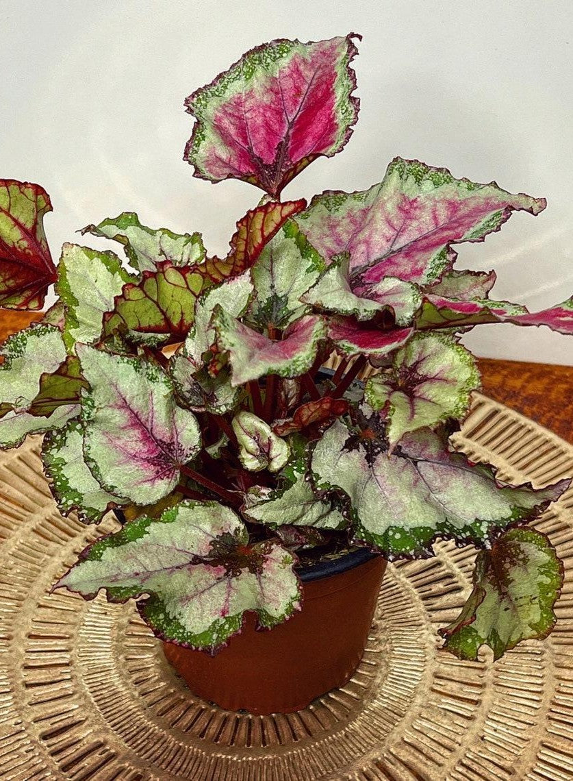 Rex Begonia Assorted - View 4 from www redcrocus com