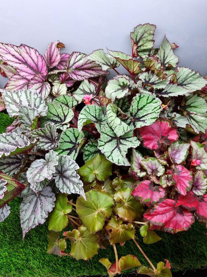 Rex Begonia Assorted - View 8 from www redcrocus com