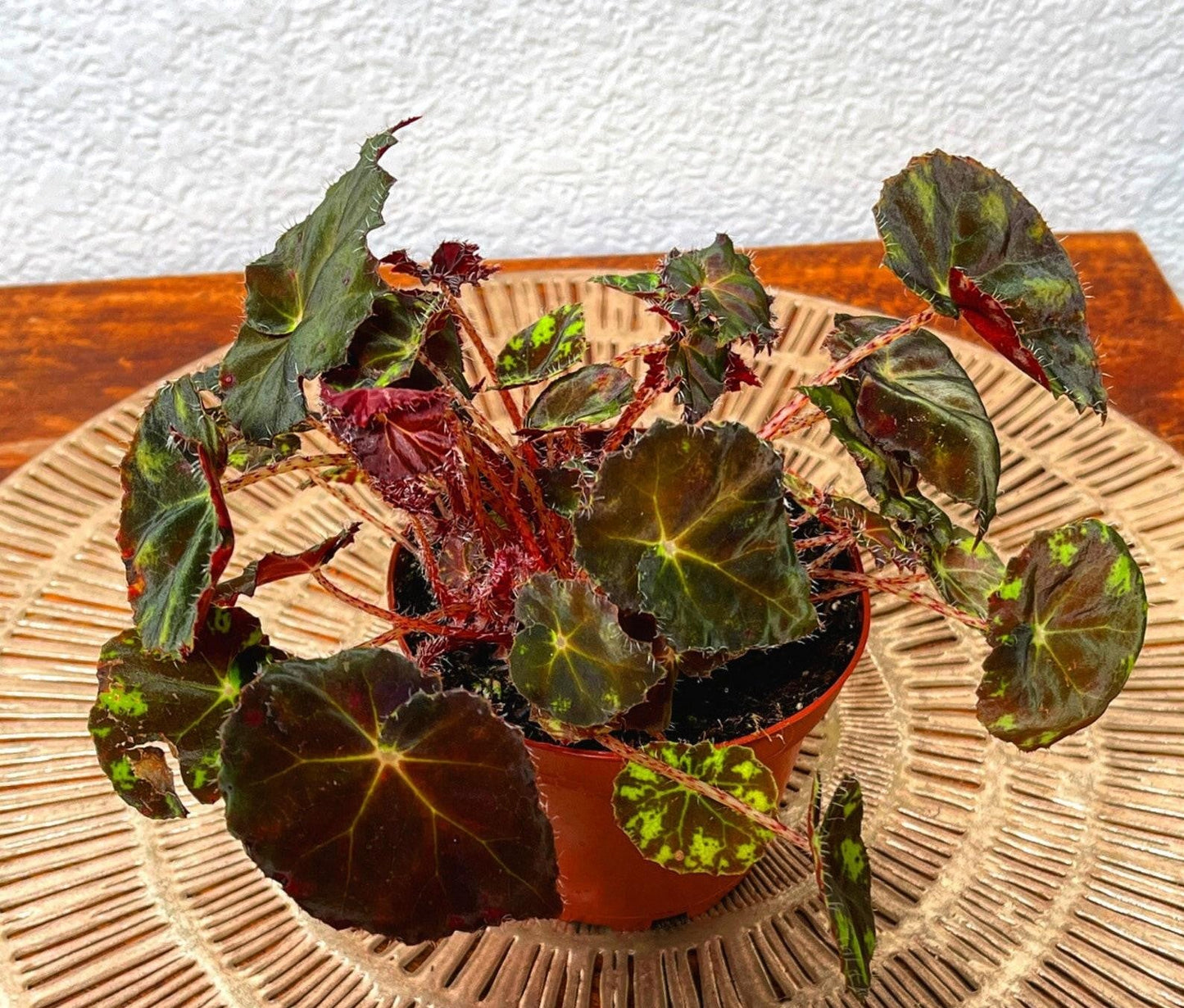 Rex Begonia Assorted - View 9 from www redcrocus com