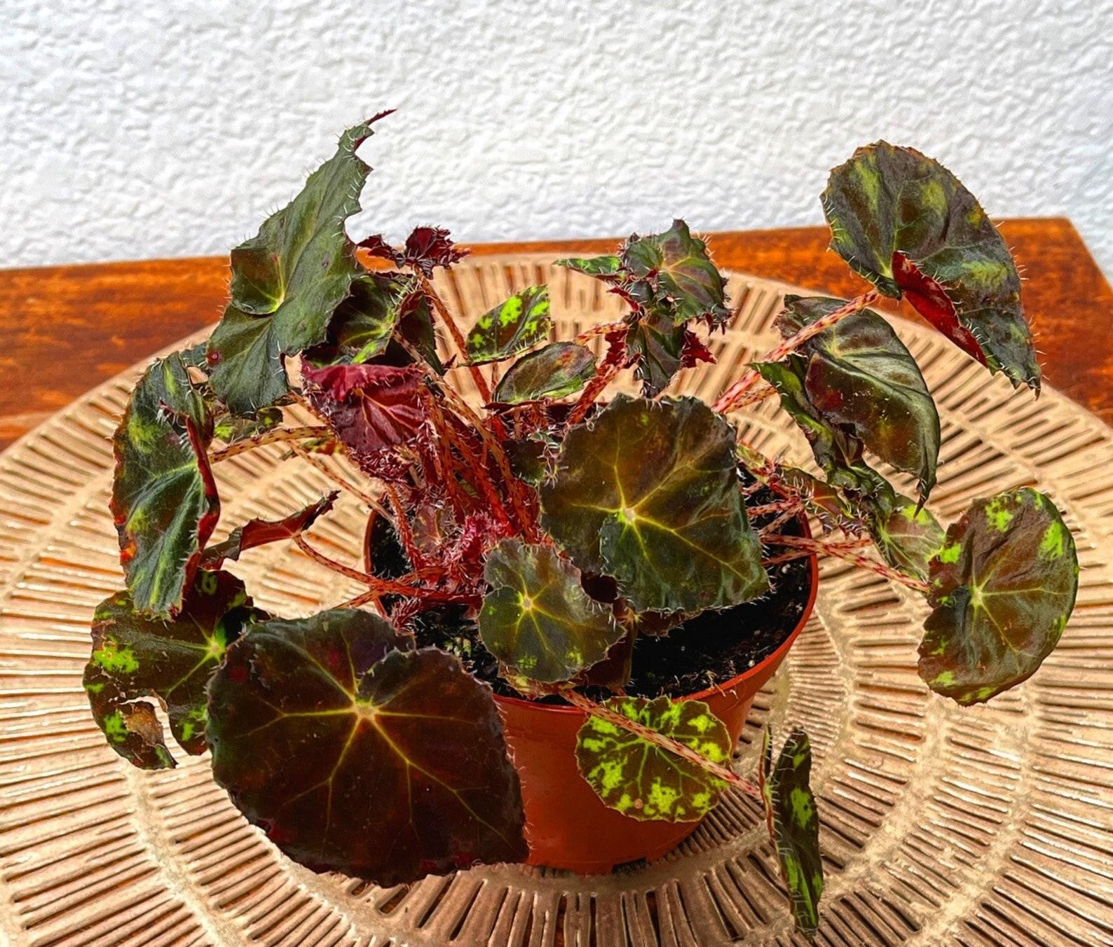 Rex Begonia Assorted - View 9 from www redcrocus com