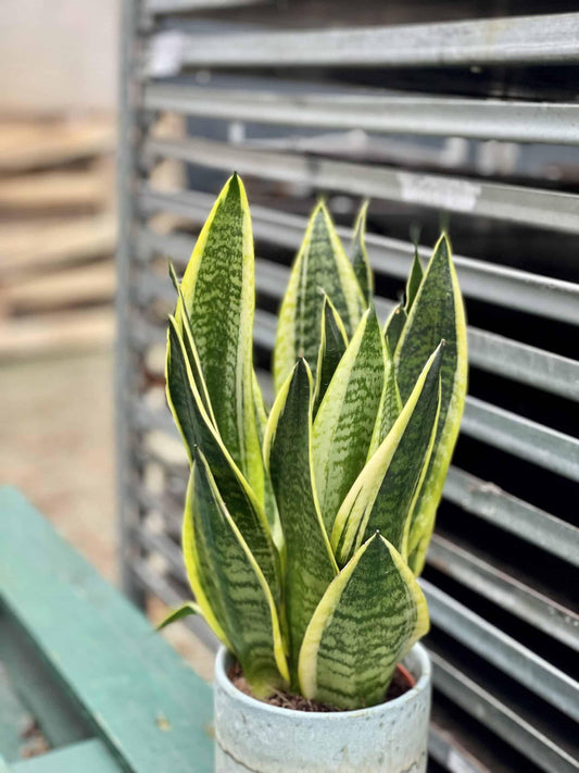 Sansevieria Trifasciata Futura Superba - View 10 from www redcrocus com