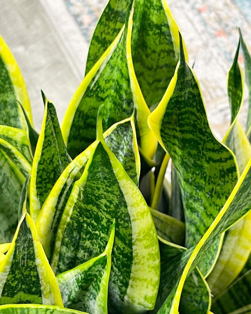 Sansevieria Trifasciata Futura Superba - View 11 from www redcrocus com