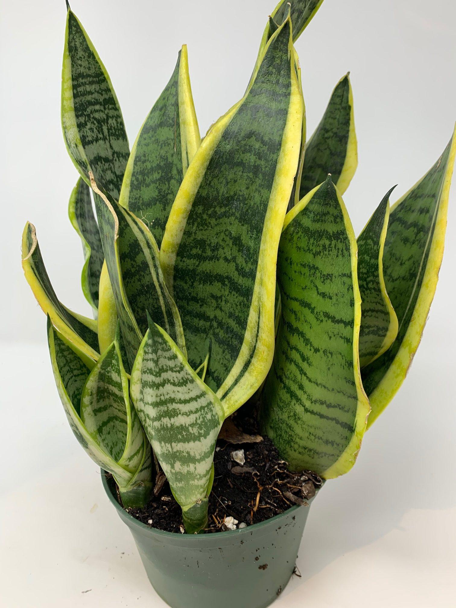 Sansevieria Trifasciata Futura Superba - View 12 from www redcrocus com