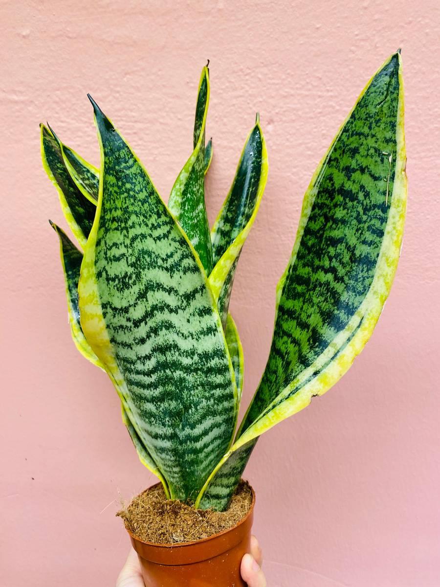 Sansevieria Trifasciata Futura Superba - View 13 from www redcrocus com
