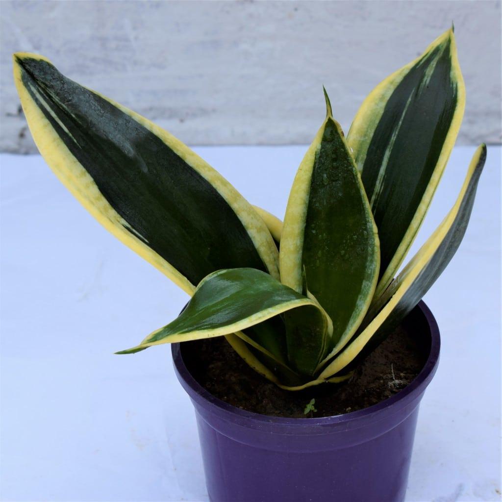 Sansevieria Trifasciata Futura Superba - View 14 from www redcrocus com
