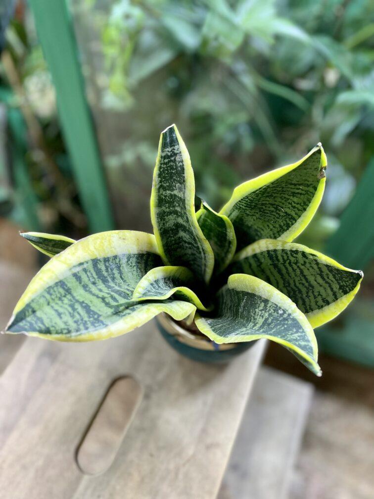Sansevieria Trifasciata Futura Superba - View 15 from www redcrocus com
