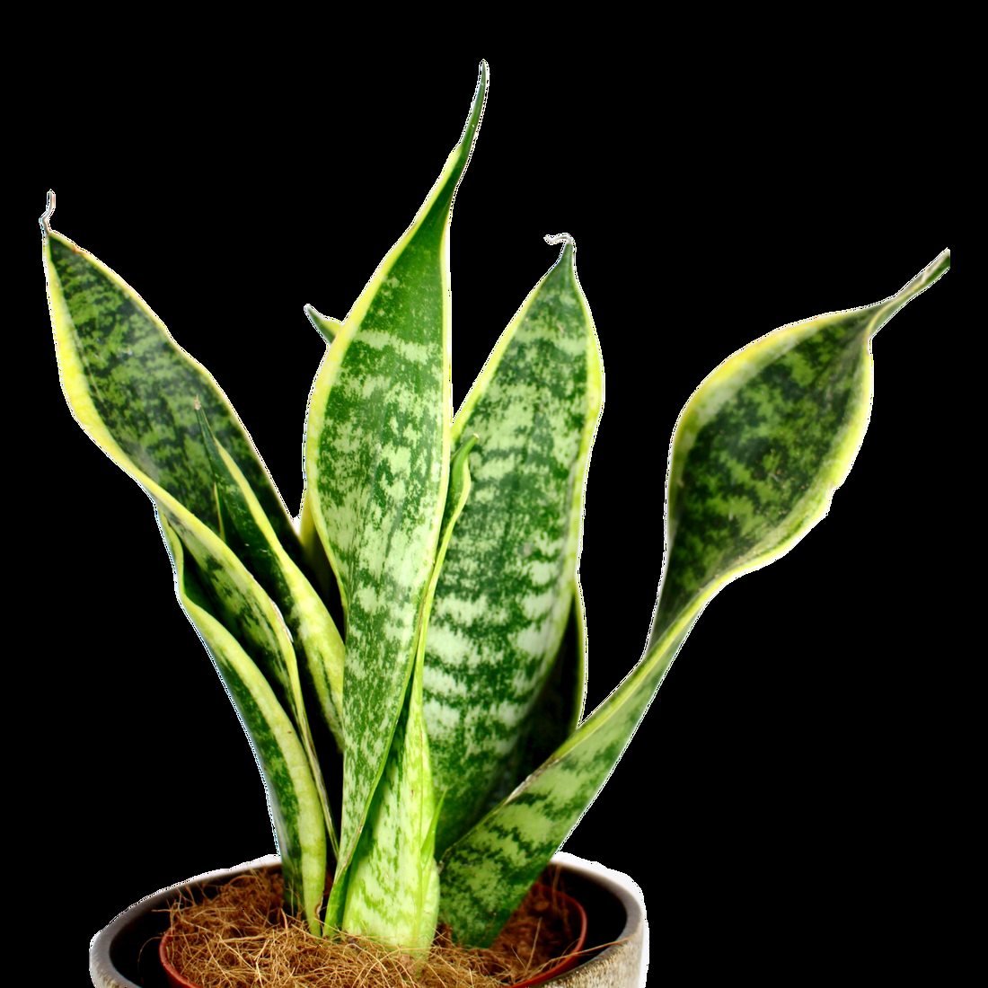 Sansevieria Trifasciata Futura Superba - View 16 from www redcrocus com