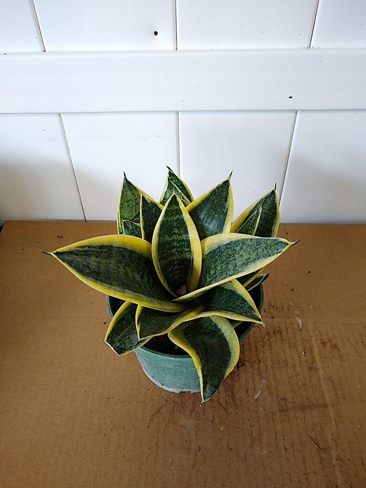 Sansevieria Trifasciata Futura Superba - View 16 from www redcrocus com