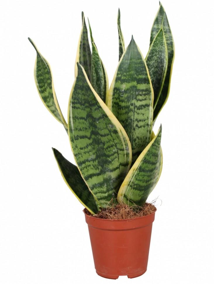 Sansevieria Trifasciata Futura Superba - View 17 from www redcrocus com
