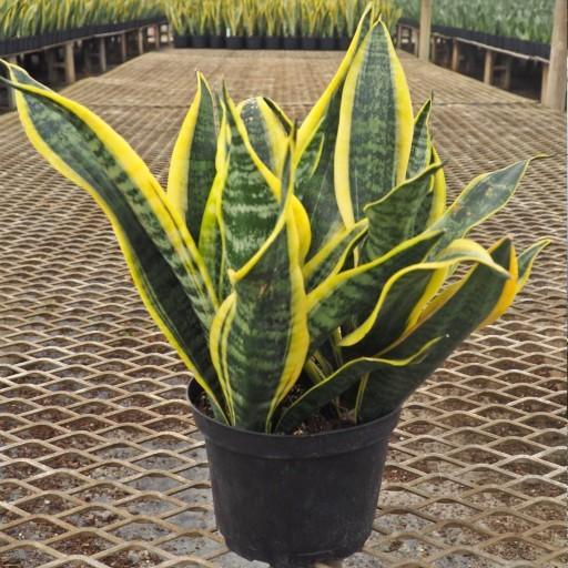 Sansevieria Trifasciata Futura Superba - View 18 from www redcrocus com