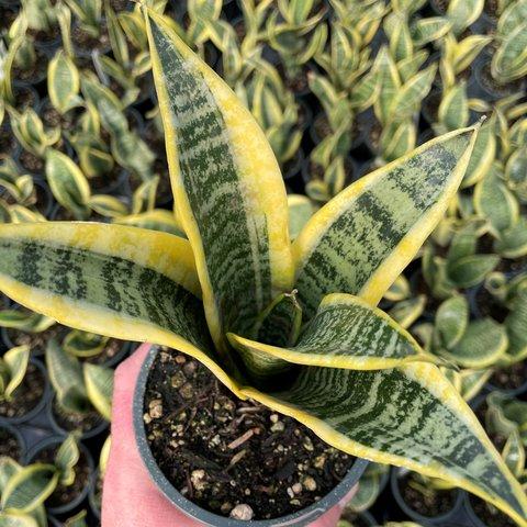 Sansevieria Trifasciata Futura Superba - View 19 from www redcrocus com