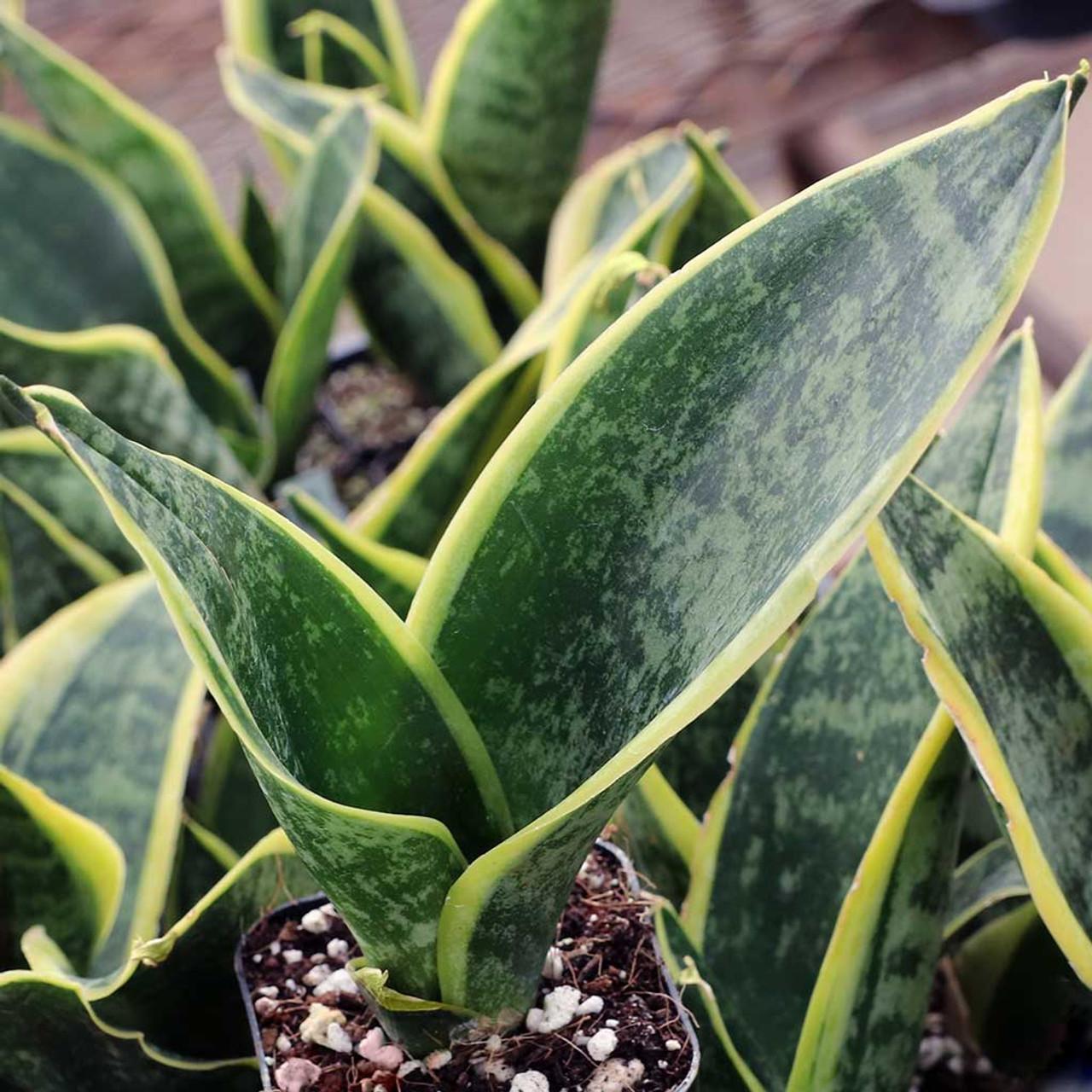 Sansevieria Trifasciata Futura Superba - View 1 from www redcrocus com