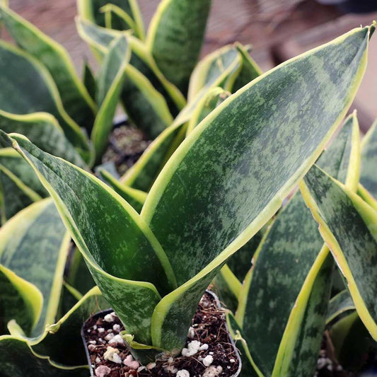 Sansevieria Trifasciata Futura Superba - View 1 from www redcrocus com
