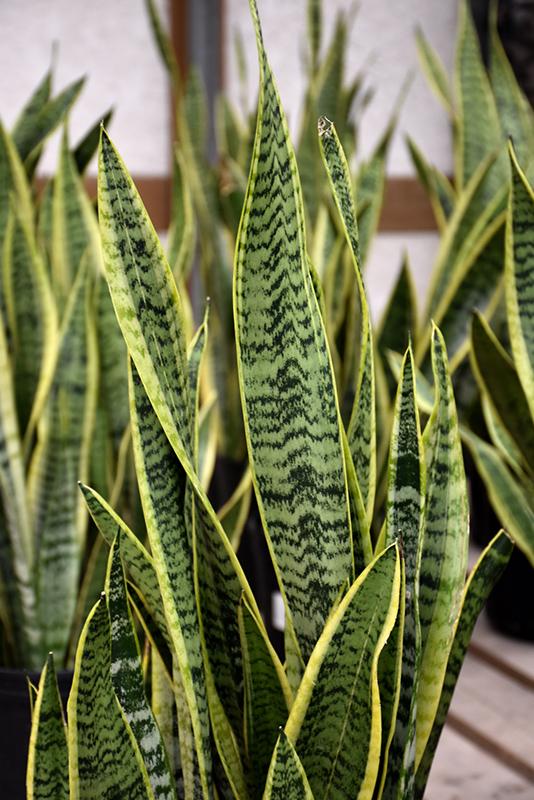 Sansevieria Trifasciata Futura Superba - View 2 from www redcrocus com