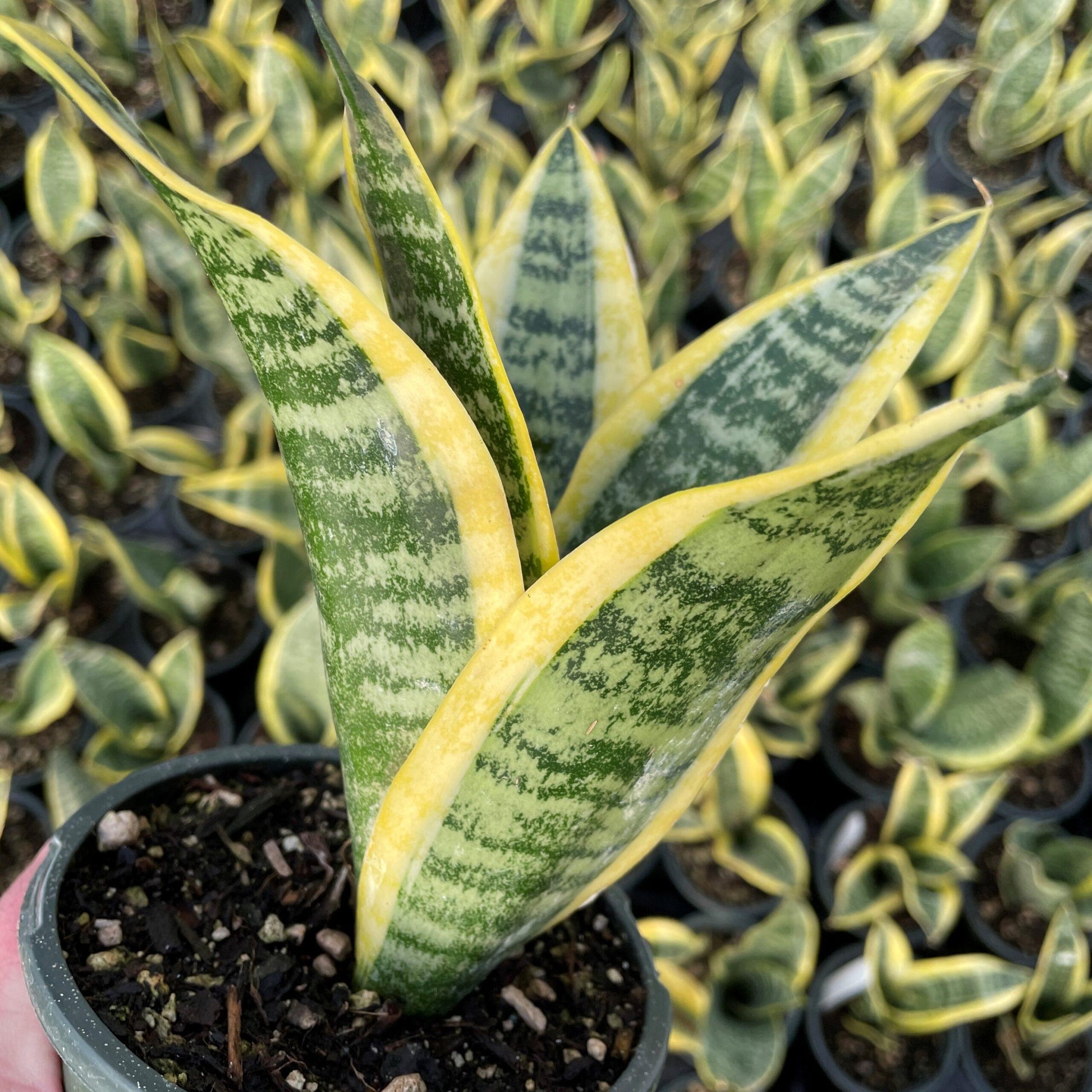 Sansevieria Trifasciata Futura Superba - View 3 from www redcrocus com