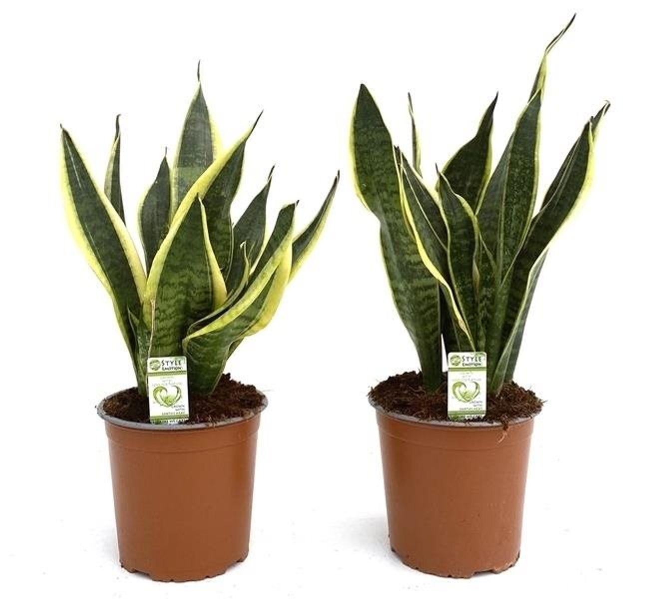 Sansevieria Trifasciata Futura Superba - View 4 from www redcrocus com
