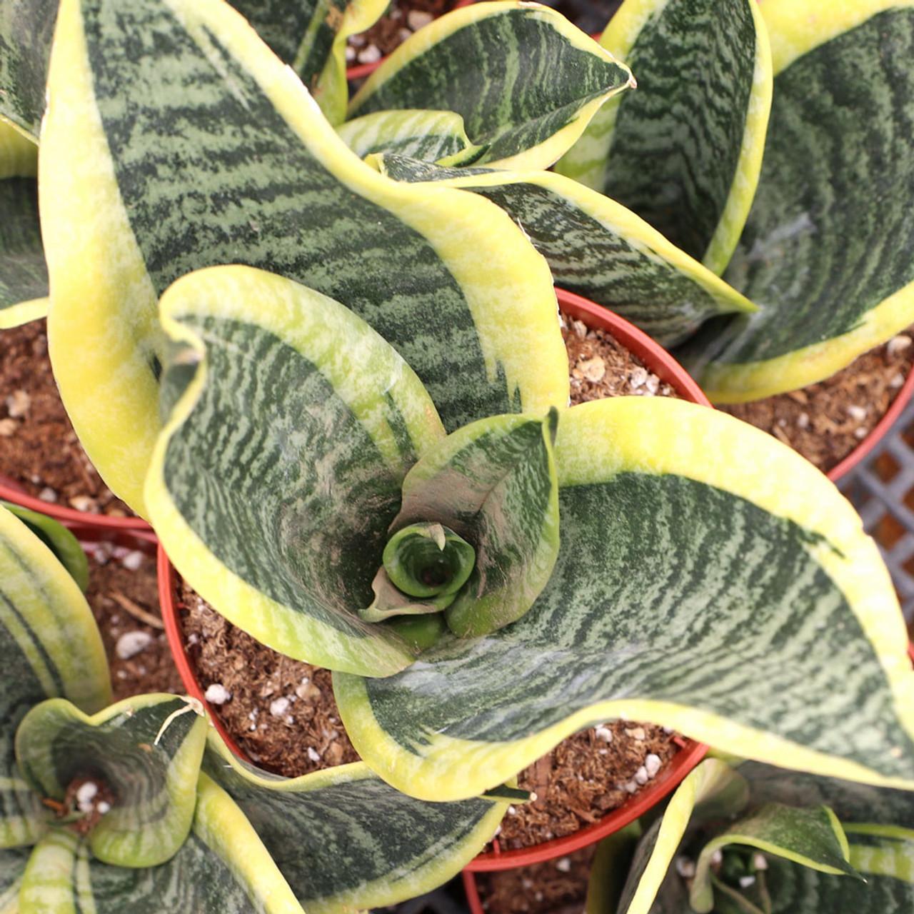 Sansevieria Trifasciata Futura Superba - View 5 from www redcrocus com