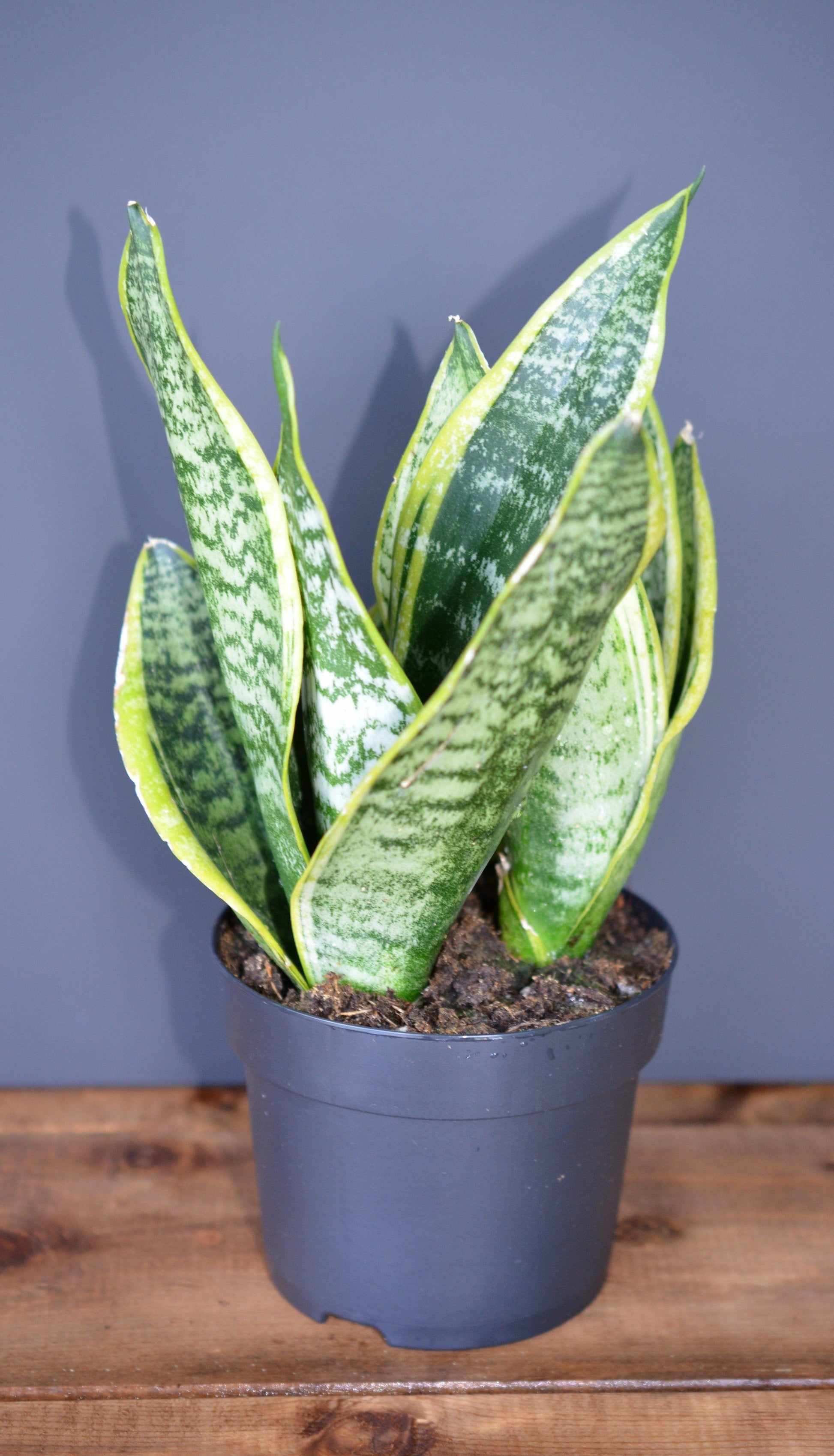 Sansevieria Trifasciata Futura Superba - View 6 from www redcrocus com