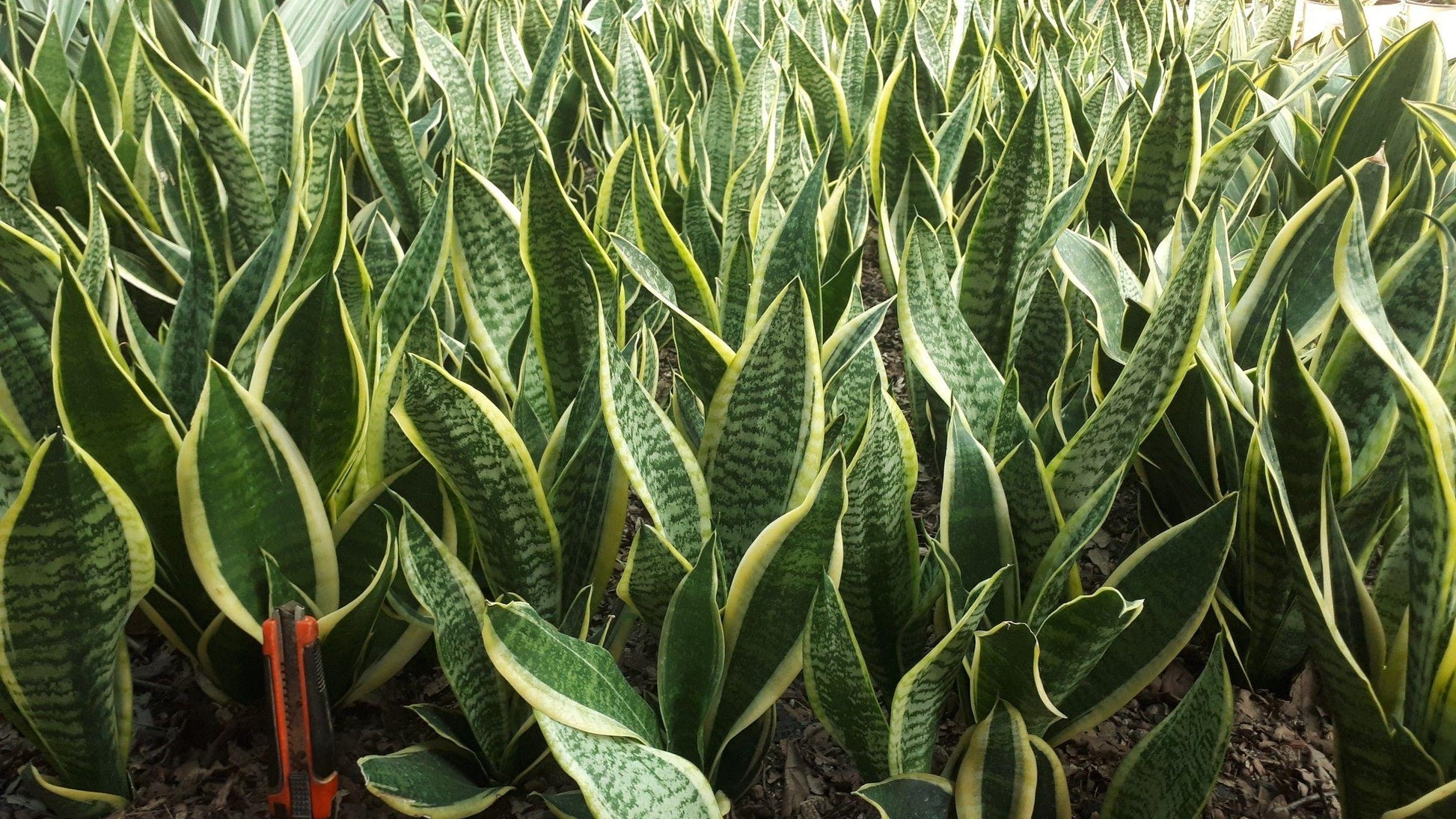 Sansevieria Trifasciata Futura Superba - View 7 from www redcrocus com