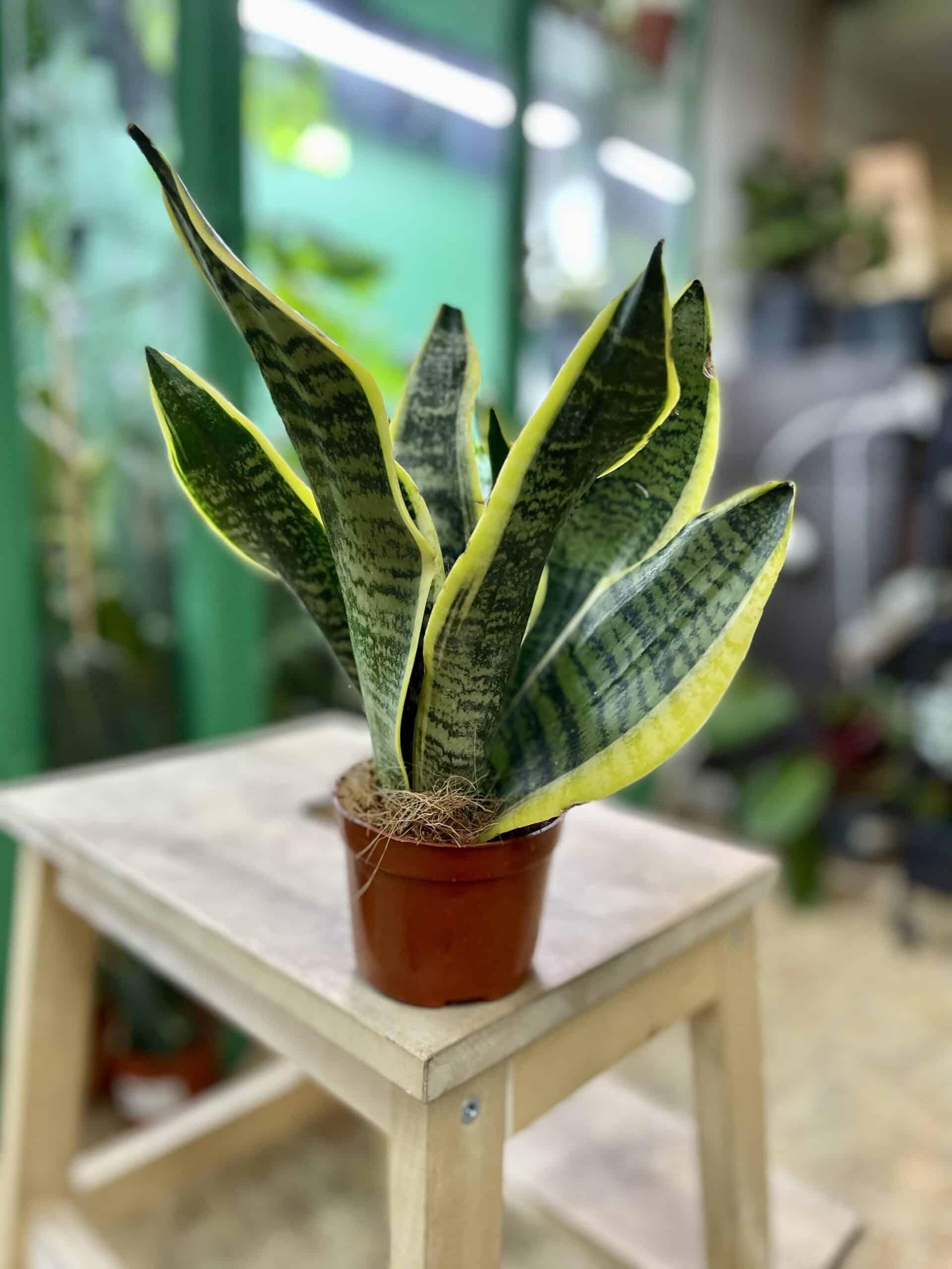Sansevieria Trifasciata Futura Superba - View 8 from www redcrocus com