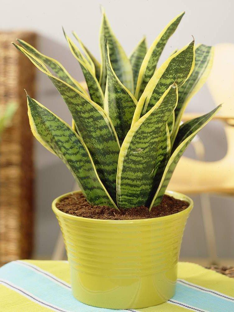 Sansevieria Trifasciata Futura Superba - View 9 from www redcrocus com