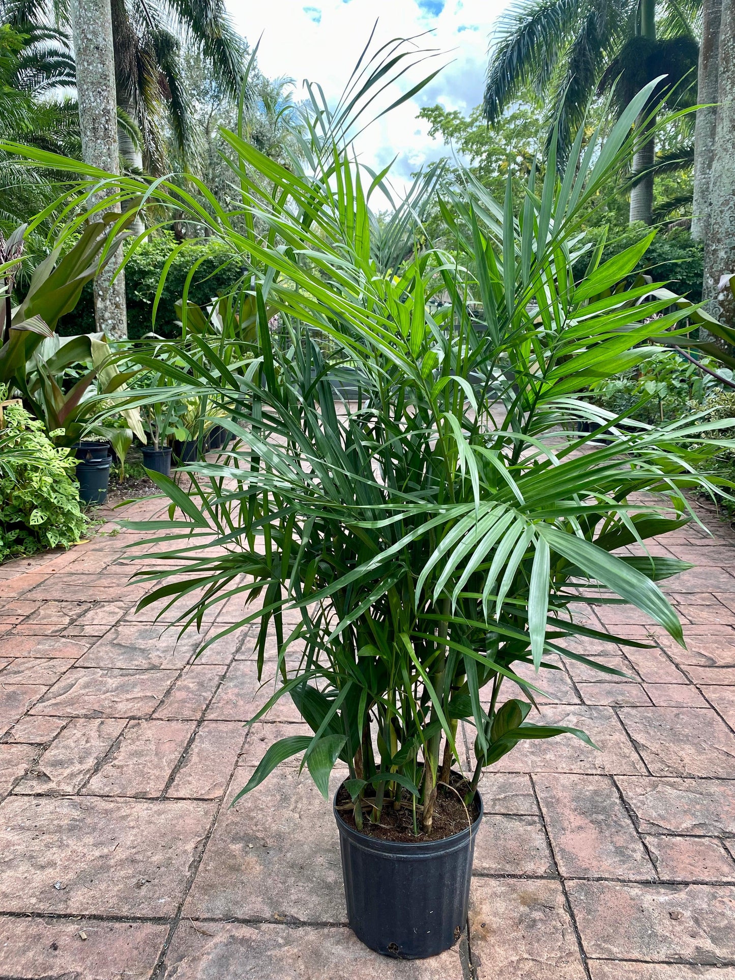 Palm, Chamaedorea 'florida Hybrid' - View 10 from www redcrocus com