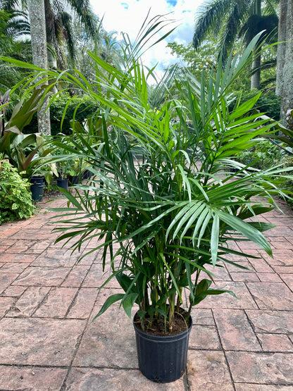 Palm, Chamaedorea 'florida Hybrid' - View 12 from www redcrocus com