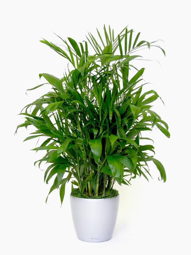 Palm, Chamaedorea 'florida Hybrid' - View 13 from www redcrocus com