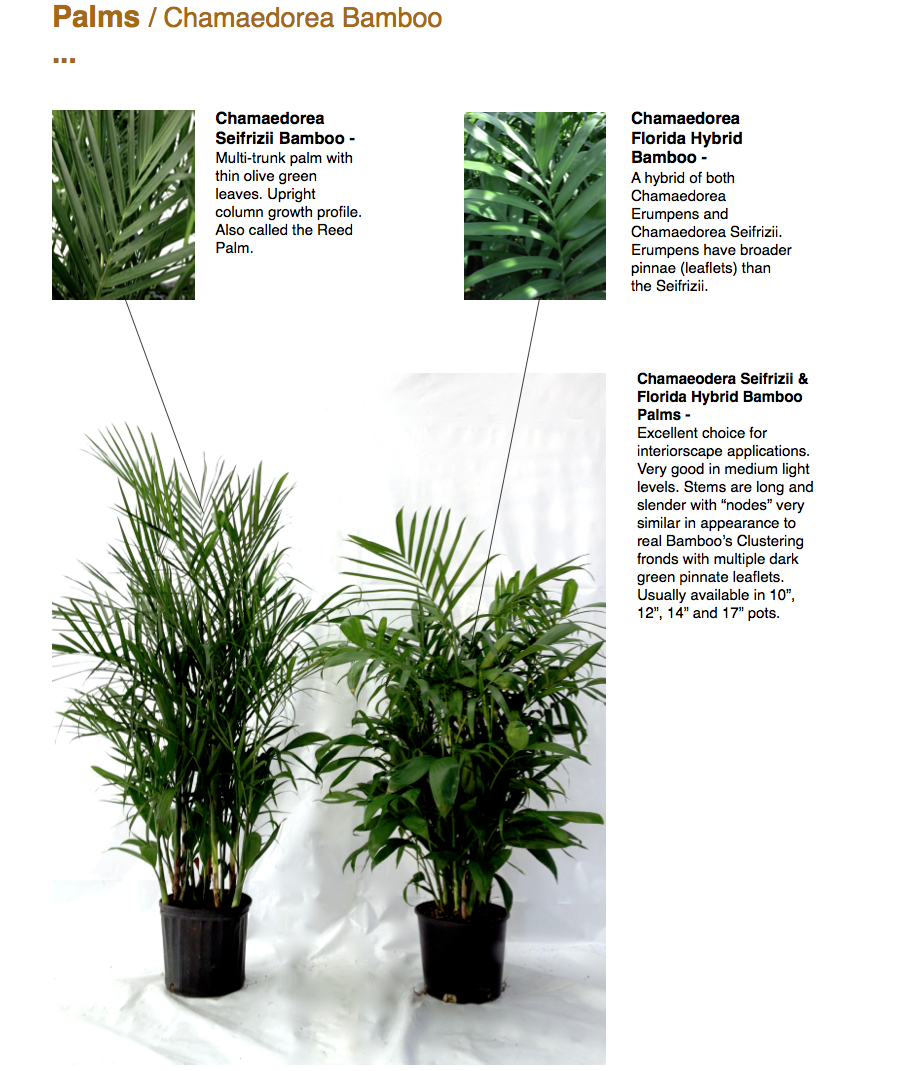 Palm, Chamaedorea 'florida Hybrid' - View 15 from www redcrocus com