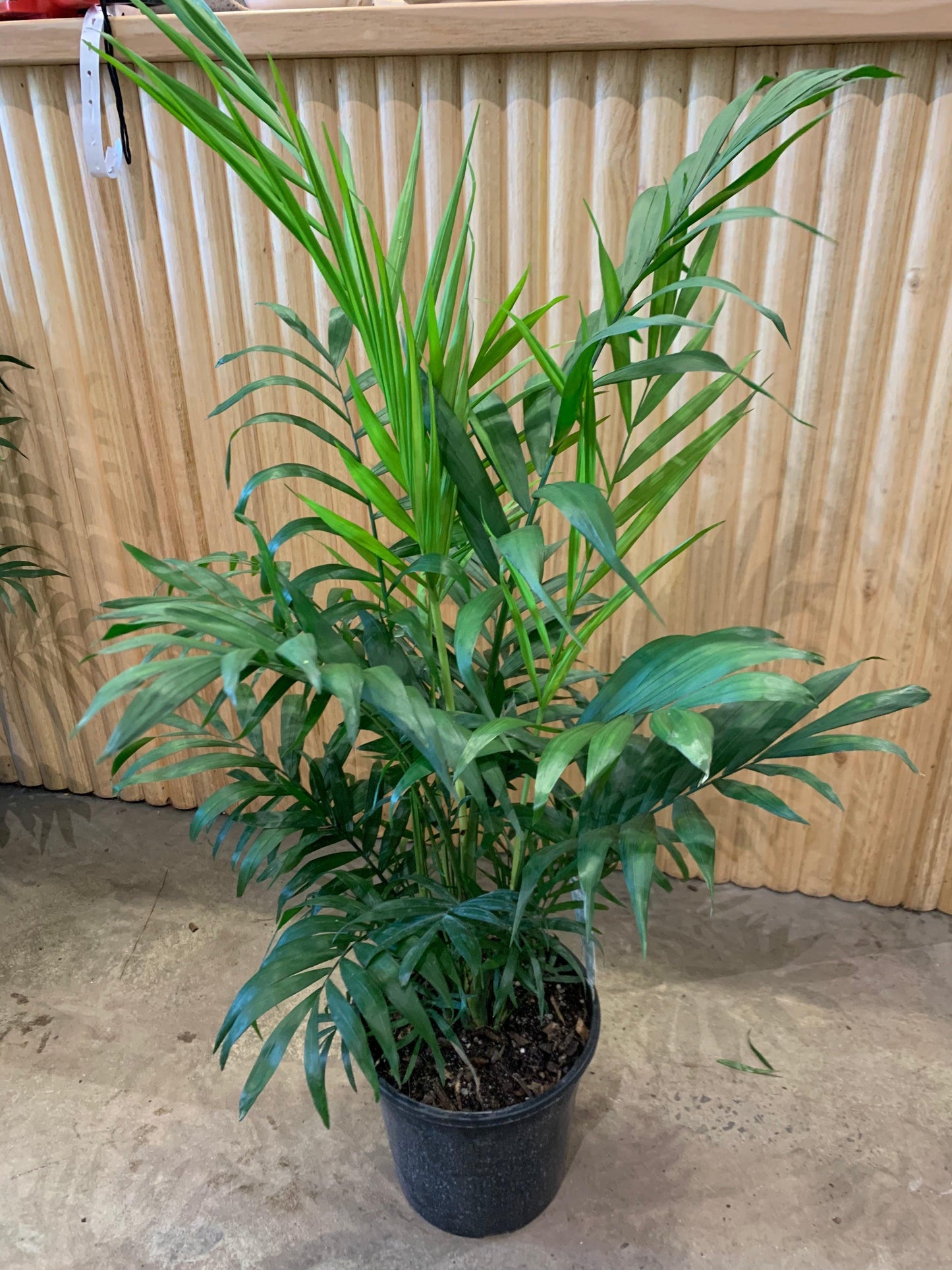 Palm, Chamaedorea 'florida Hybrid' - View 19 from www redcrocus com