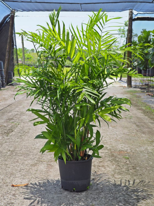 Palm, Chamaedorea 'florida Hybrid' - View 1 from www redcrocus com
