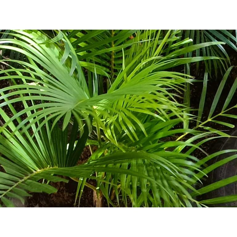 Palm, Chamaedorea 'florida Hybrid' - View 20 from www redcrocus com