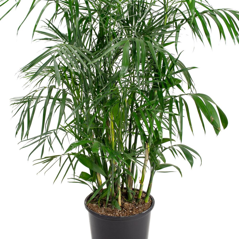 Palm, Chamaedorea 'florida Hybrid' - View 21 from www redcrocus com