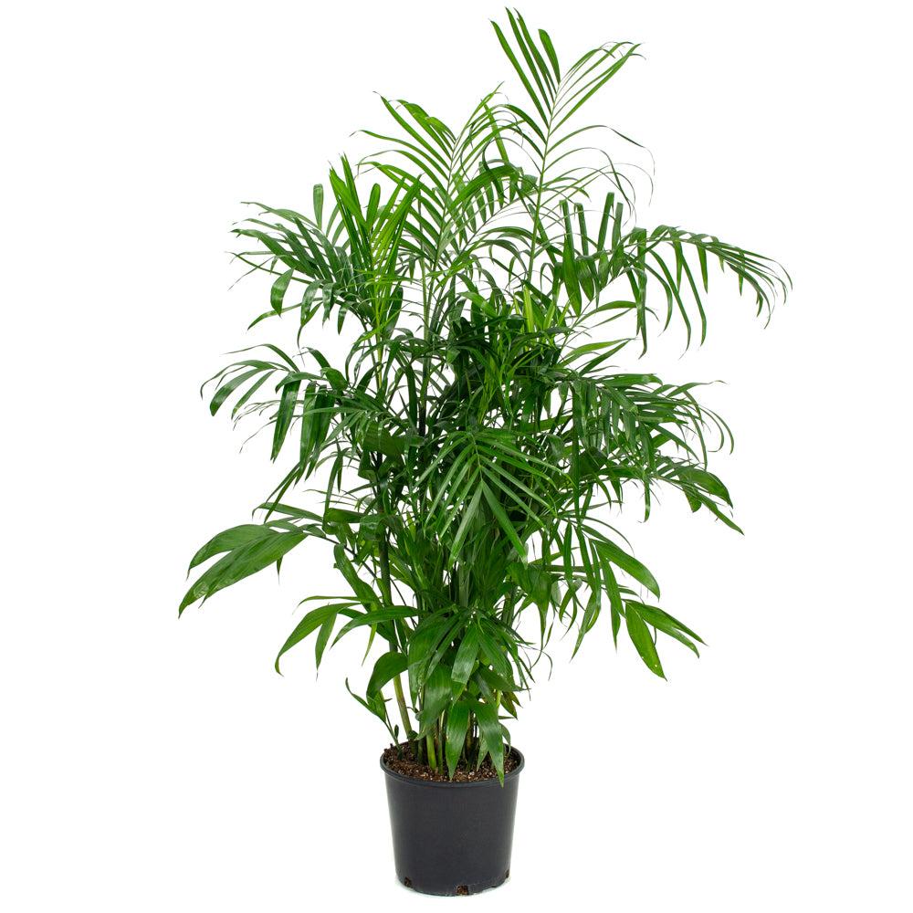 Palm, Chamaedorea 'florida Hybrid' - View 24 from www redcrocus com