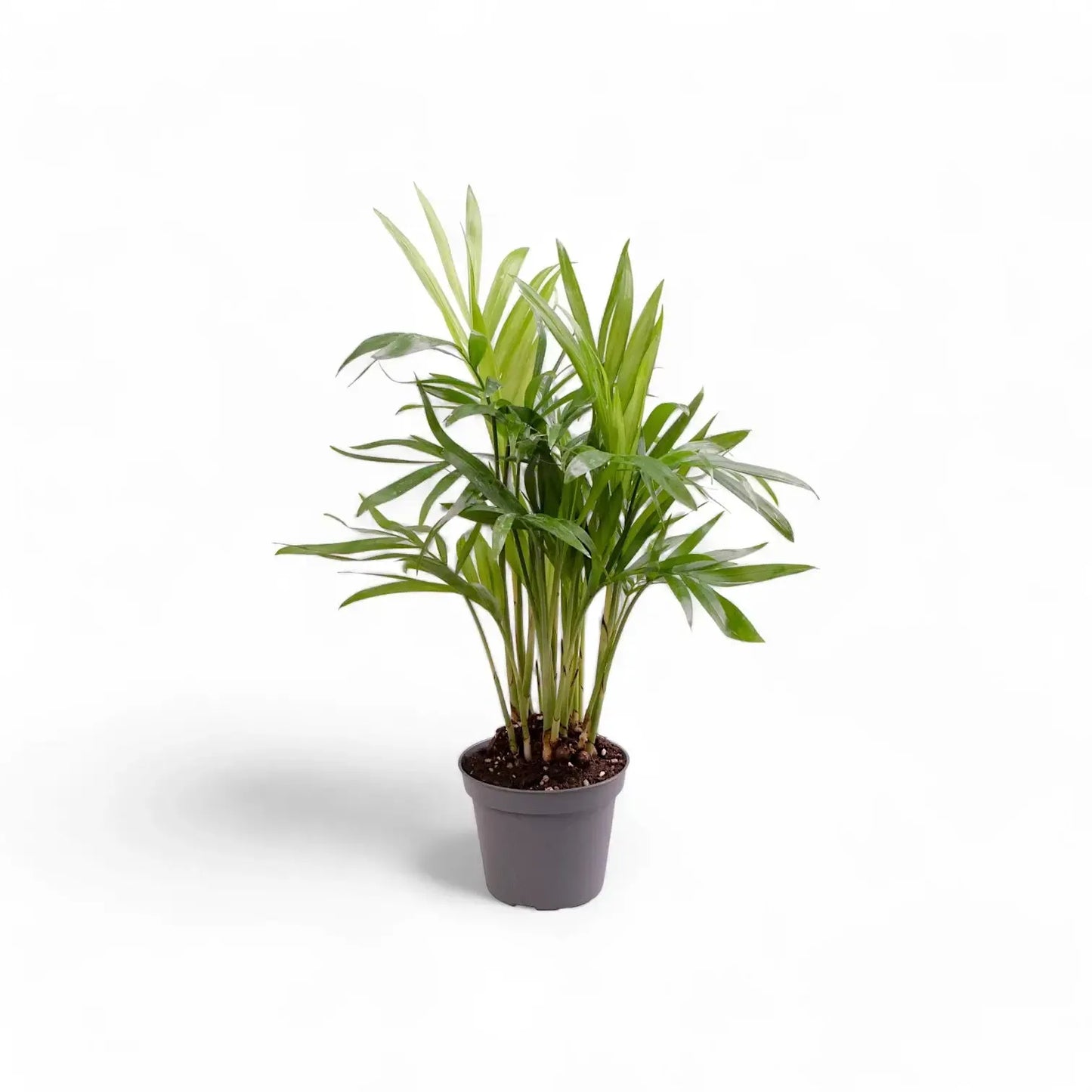 Palm, Chamaedorea 'florida Hybrid' - View 26 from www redcrocus com