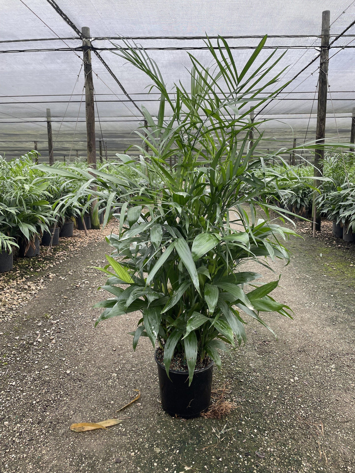Palm, Chamaedorea 'florida Hybrid' - View 29 from www redcrocus com