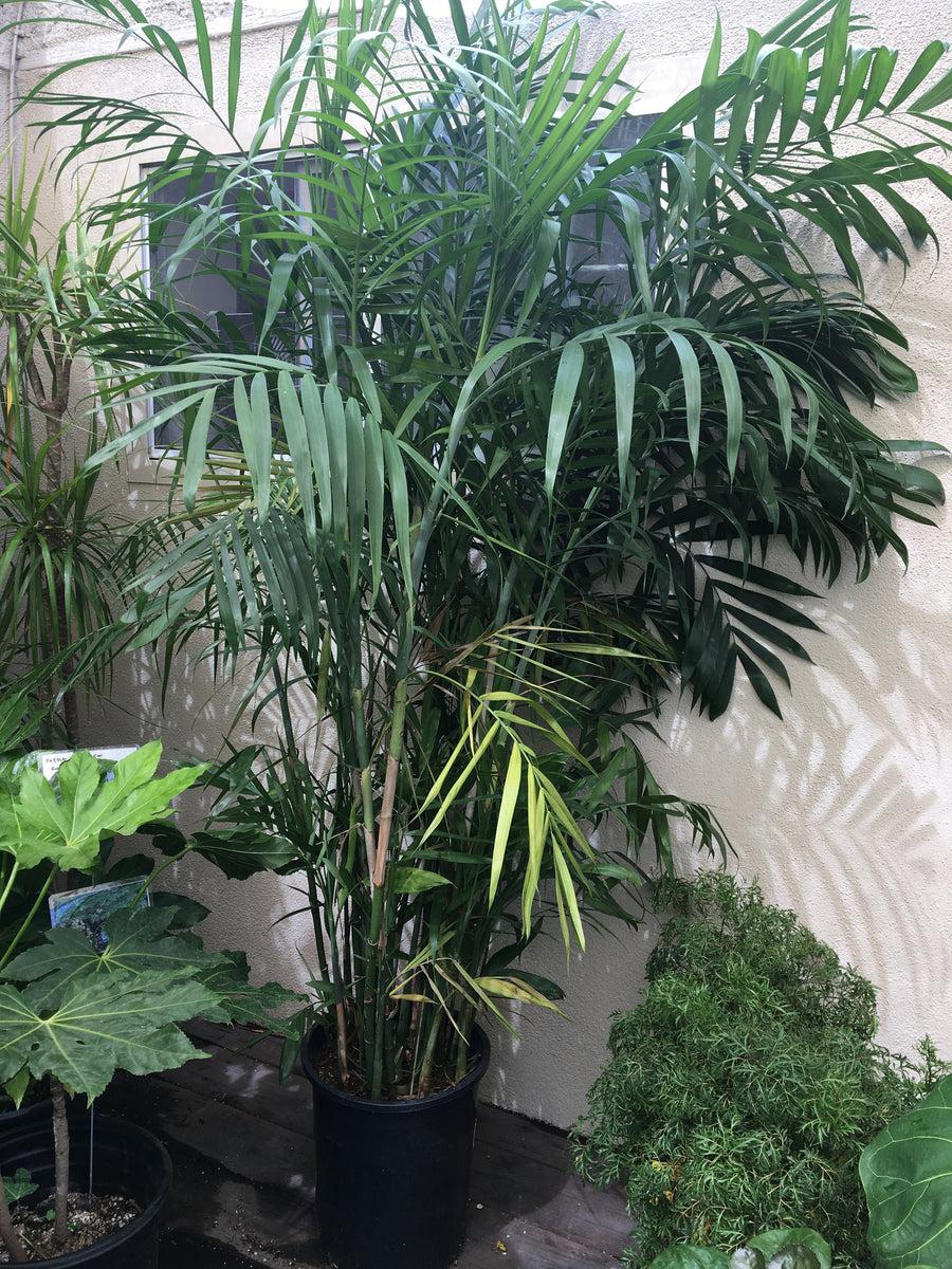 Palm, Chamaedorea 'florida Hybrid' - View 30 from www redcrocus com