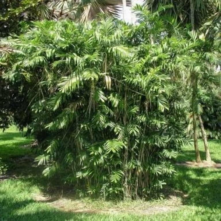 Palm, Chamaedorea 'florida Hybrid' - View 35 from www redcrocus com