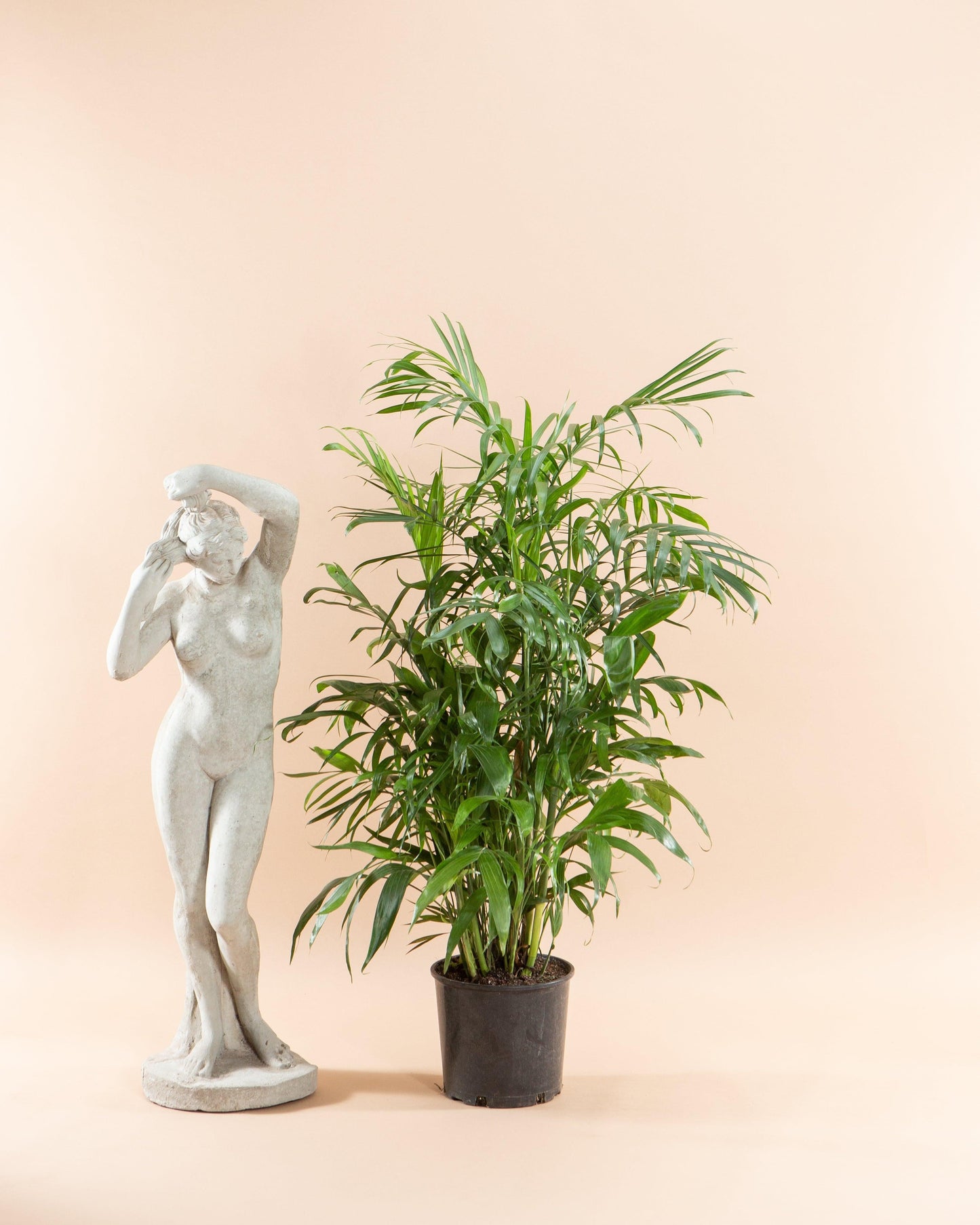 Palm, Chamaedorea 'florida Hybrid' - View 5 from www redcrocus com