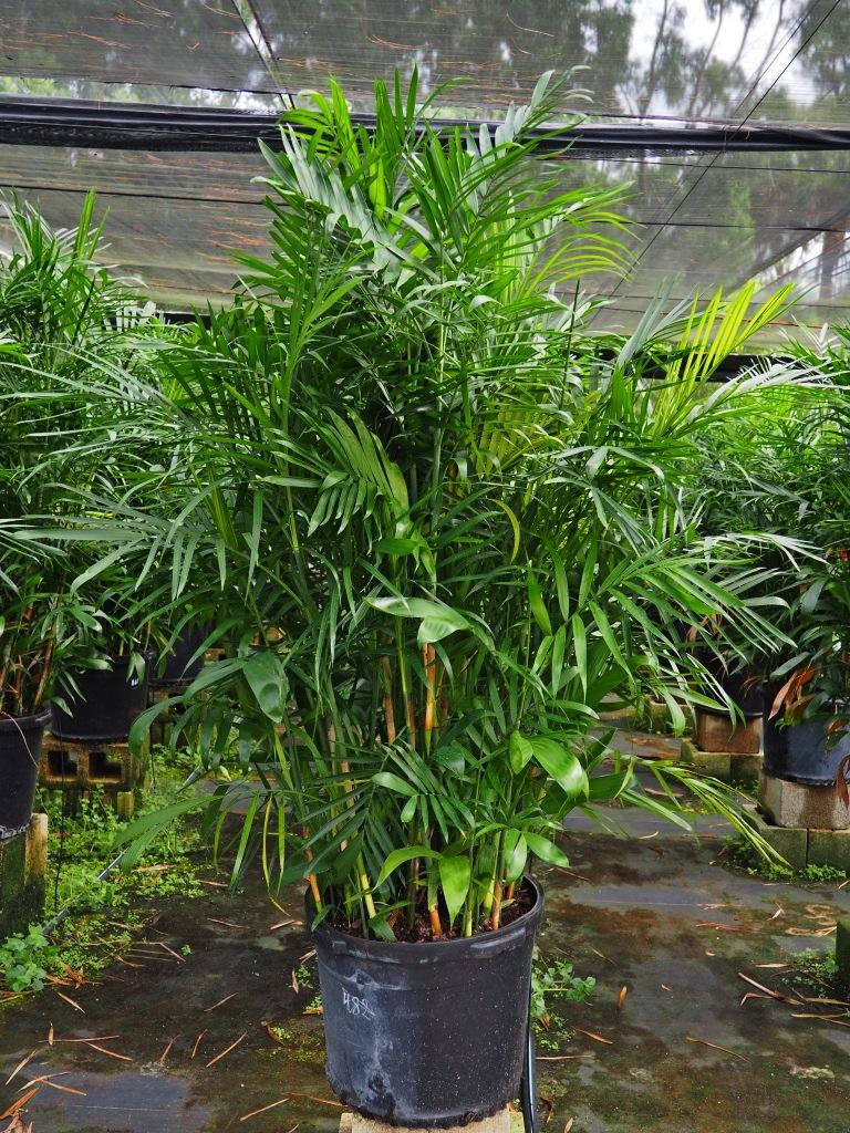 Palm, Chamaedorea 'florida Hybrid' - View 6 from www redcrocus com