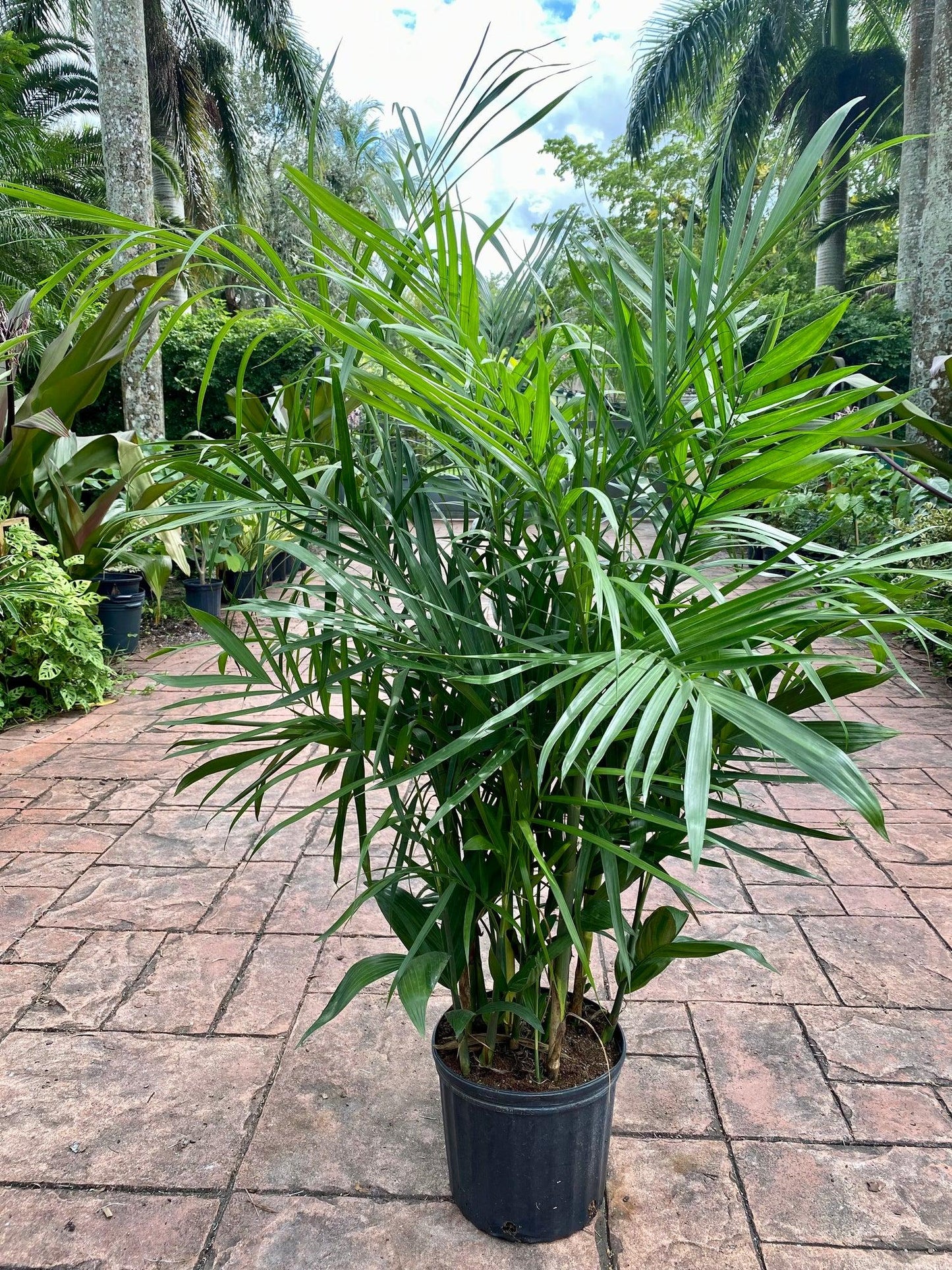 Palm, Chamaedorea 'florida Hybrid' - View 8 from www redcrocus com