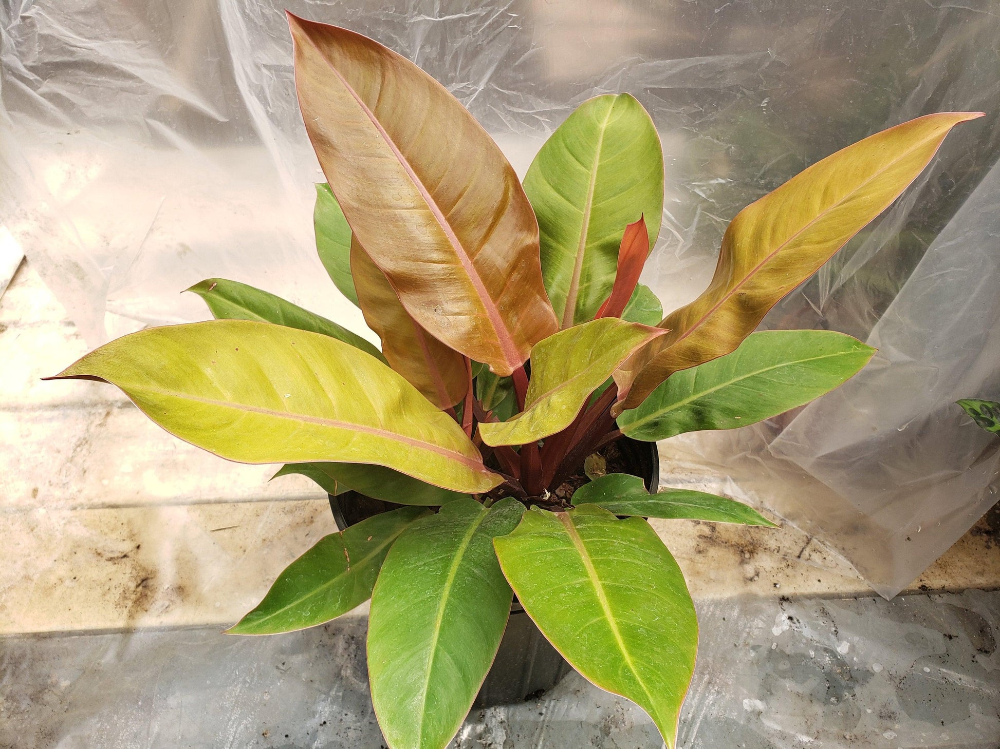 Philodendron Prince Of Orange - View 17 from www redcrocus com