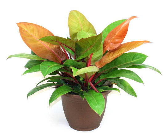 Philodendron Prince Of Orange - View 1 from www redcrocus com