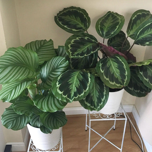 Calathea 'medallion' - View 1 from www redcrocus com