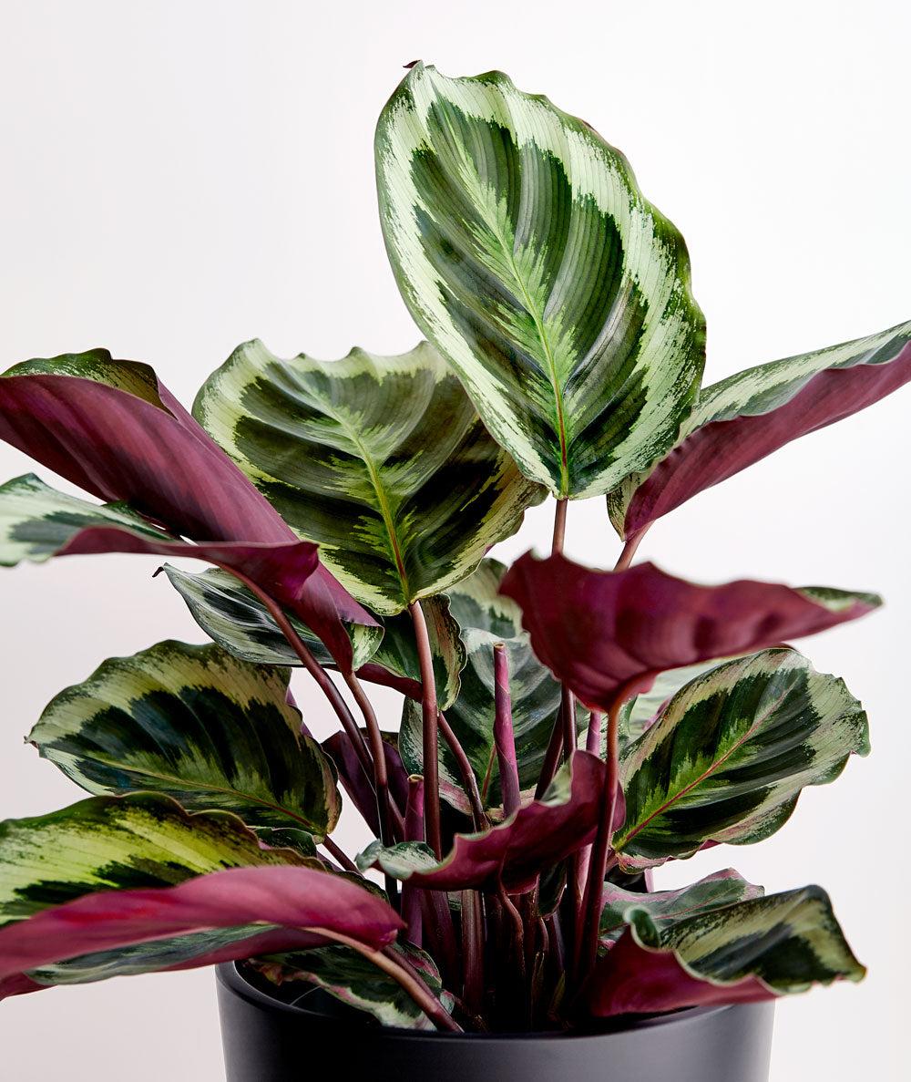Calathea 'medallion' - View 20 from www redcrocus com