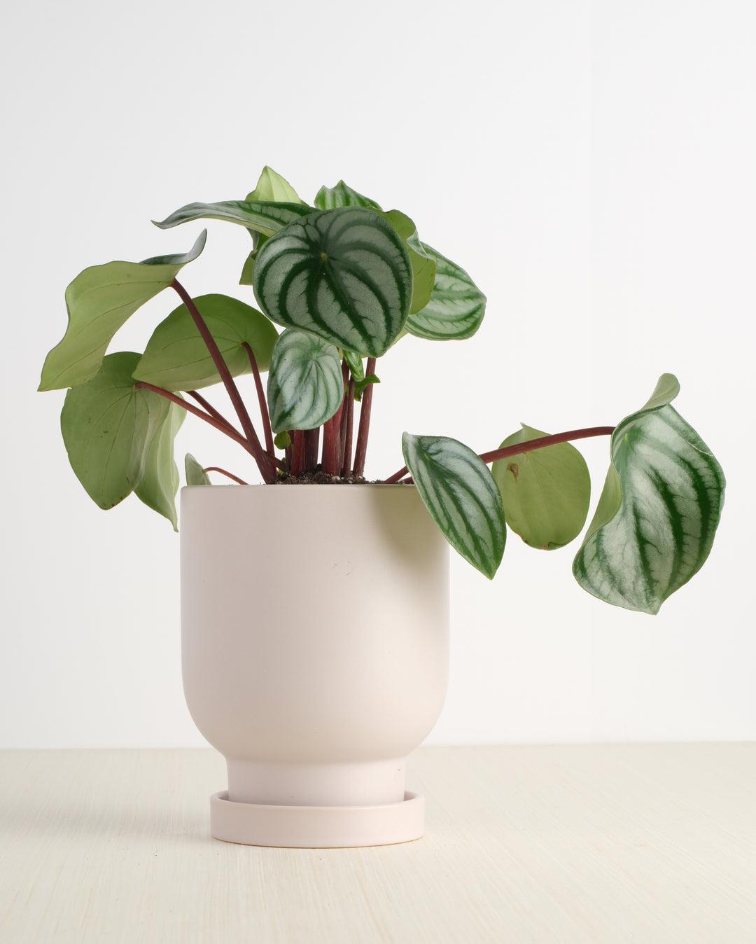 Peperomia, Assorted - View 10 from www redcrocus com