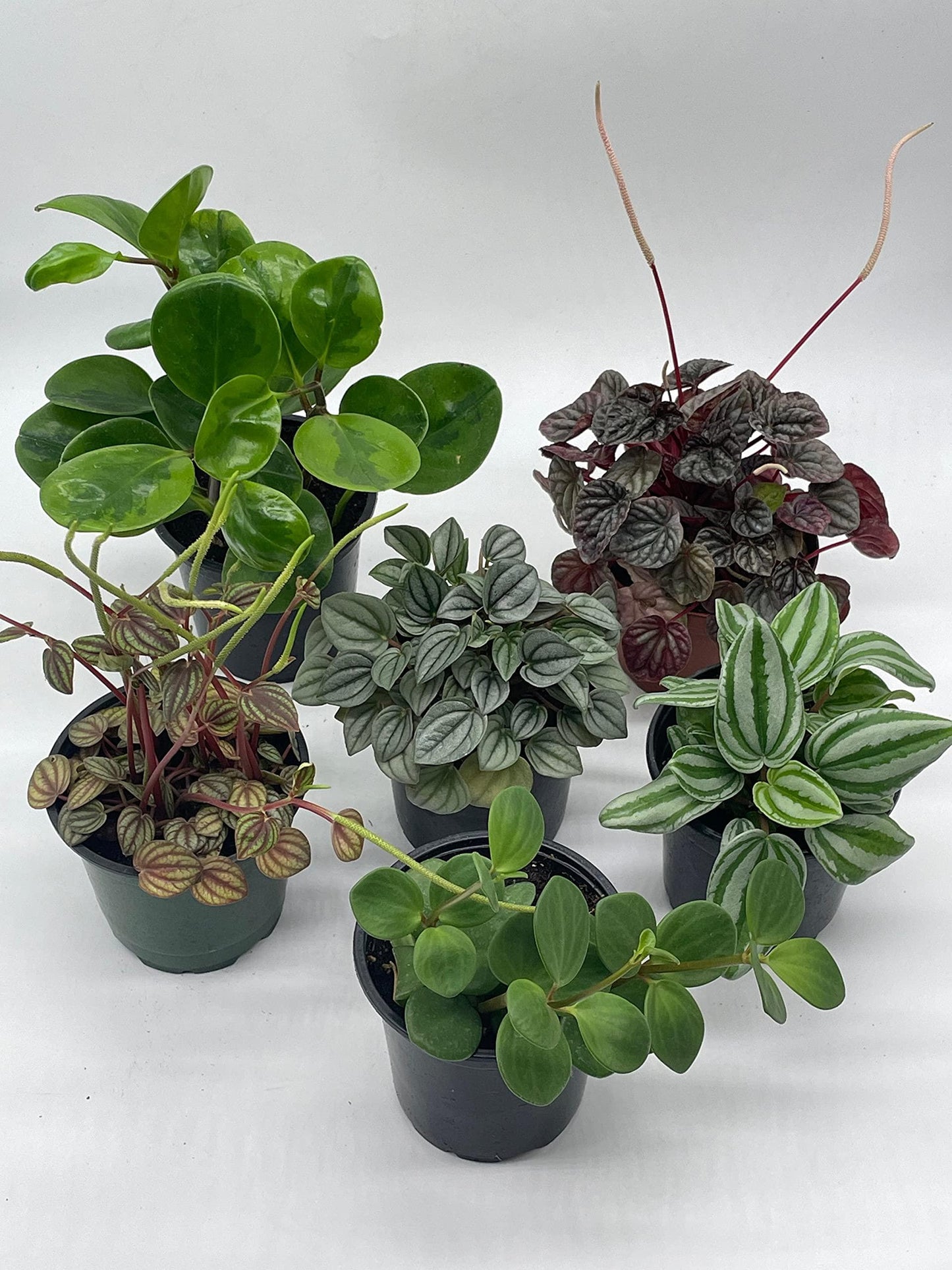 Peperomia, Assorted - View 12 from www redcrocus com
