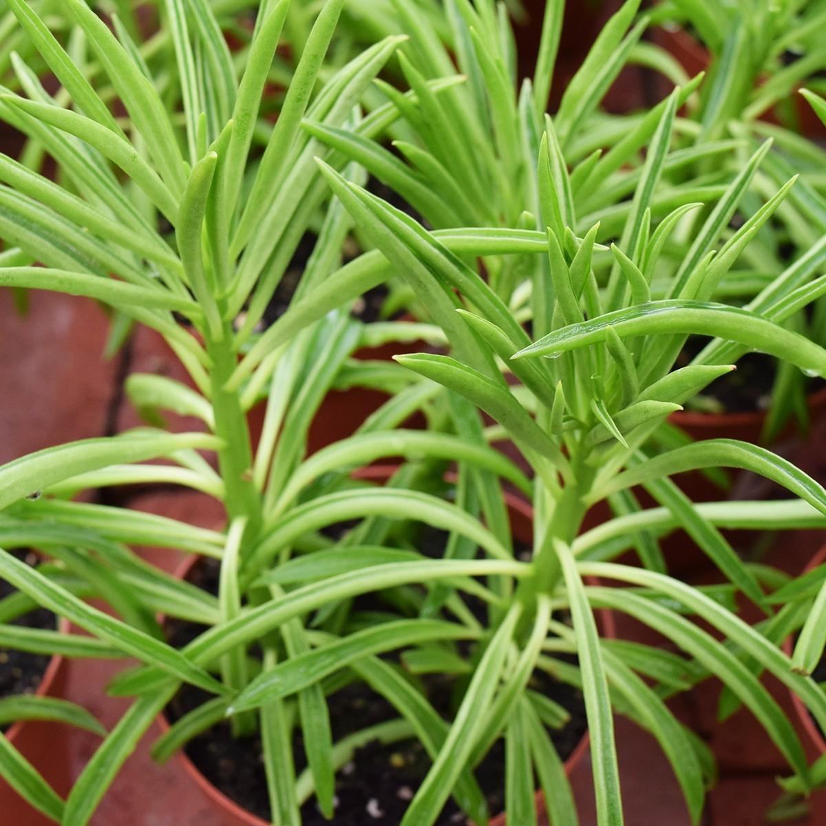 Peperomia, Assorted - View 13 from www redcrocus com
